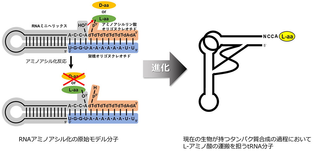 L-アミノ酸を選択する反応メカニズムの解明、生命進化の大きな謎の解明に一歩前進～量子力学と分子力学のハイブリッド計算法によるRNAのキラル選択的アミノアシル化反応の可視化～