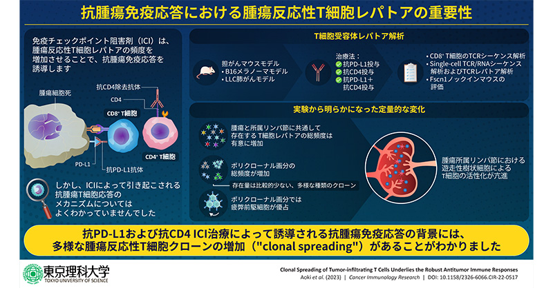 がん免疫療法の治療効果予測の新たな指標候補を発見～治療効果を