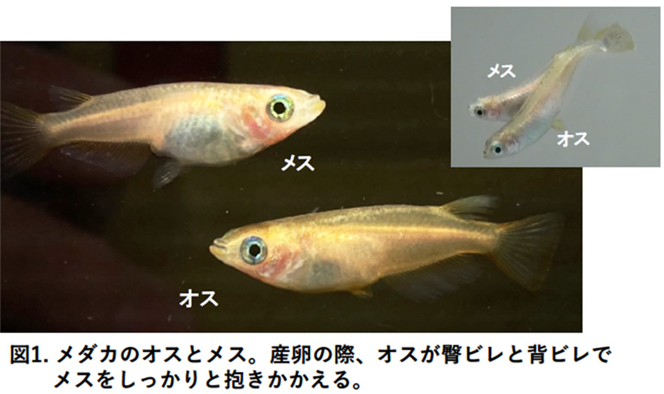 アンドロゲン受容体の重複進化による、“かたちと繁殖行動”の多様化~魚類のオスの装飾的なかたちや求愛行動を爆発的に進化させた起爆剤を解明~