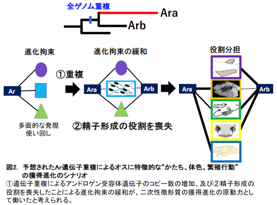 アンドロゲン受容体の重複進化による、“かたちと繁殖行動”の多様化~魚類のオスの装飾的なかたちや求愛行動を爆発的に進化させた起爆剤を解明~