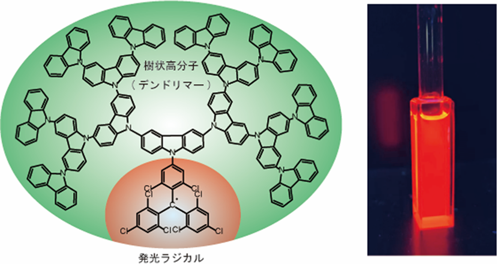 安定的で高効率発光を示すラジカルを開発 樹状高分子を結合することで発光効率と安定性が向上