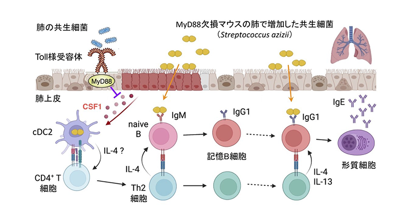 総合アレルギー学 アレルギー病の原因となるIgE自然抗体の産生メカニズムを解明