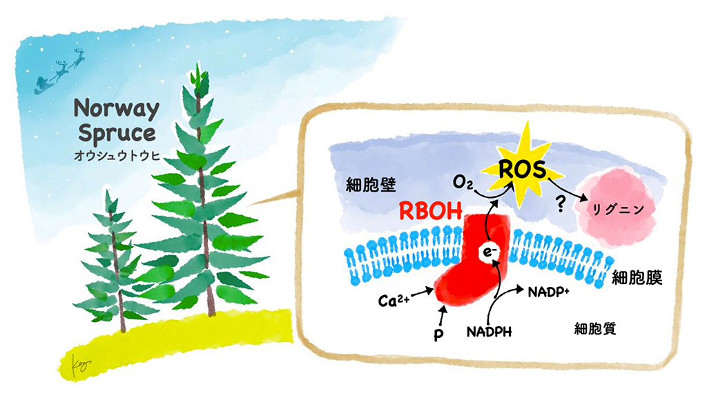 リグニン合成にはたらく活性酸素種生成酵素RBOHの制御機構は種子植物間で広く保存されている～活性酸素種を利用した、植物の物質生産への第一歩～