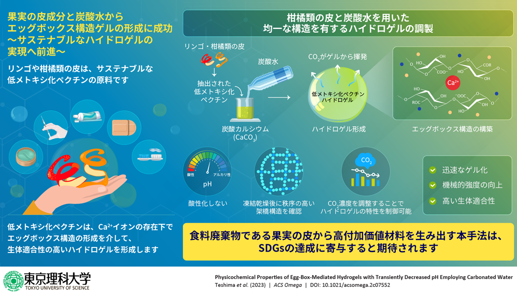 果実の皮成分と炭酸水で高機能なハイドロゲルを創製
～環境負荷を低減しつつ、医療分野に応用可能な材料～
