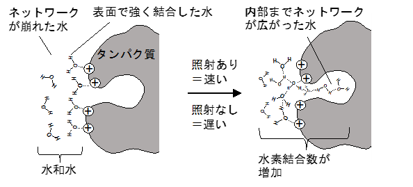 サブテラヘルツ波が水とタンパク質のミクロな混合を加速 水素結合の組み替えに直接的に作用し、不均一なタンパク質表面への水和を早める