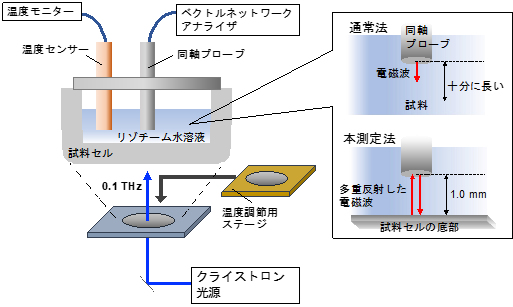 サブテラヘルツ波が水とタンパク質のミクロな混合を加速 水素結合の組み替えに直接的に作用し、不均一なタンパク質表面への水和を早める