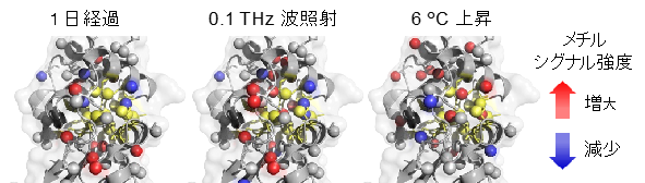 サブテラヘルツ波が水とタンパク質のミクロな混合を加速 水素結合の組み替えに直接的に作用し、不均一なタンパク質表面への水和を早める