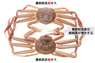 ズワイガニの最終脱皮前後で生じる生理学的な 変化の一端を明らかに!