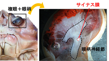 ズワイガニの最終脱皮前後で生じる生理学的な 変化の一端を明らかに!