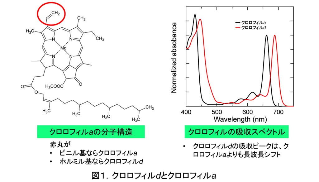 クロロフィルdを持つシアノバクテリアから調製した光化学系I複合体の分子特性～