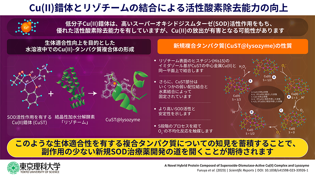 銅錯体とリゾチームを組み合わせた新規複合タンパク質の合成に成功~金属錯体の機能を保持したタンパク質の実現に寄与、医療応用に期待~