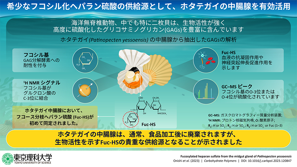 ホタテガイから抗凝固活性を有する希少なフコシル化ヘパラン硫酸の同定に成功～未利用資源であるホタテガイ中腸腺の有効活用へ～