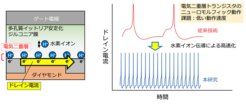 神経系の動作をマネする世界最高速度の電気二重層トランジスタ~汎用性AI端末機器の高速化に期待~