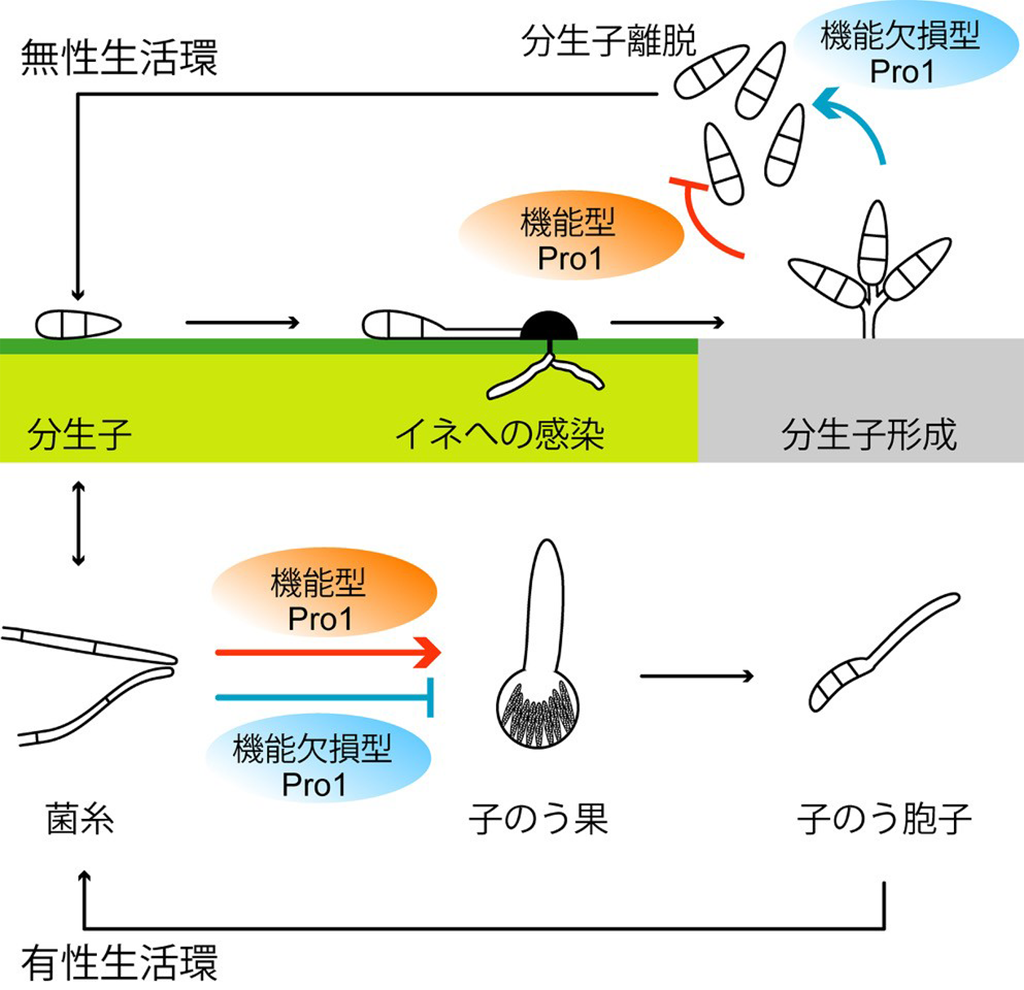 「有性生殖の喪失」にはメリットがある？～イネのいもち病菌P. oryzaeの不稔化原因遺伝子を特定～