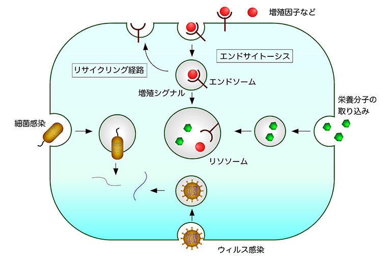 エンドサイトーシスの新しい細胞内輸送経路を発見～トランスゴルジ網の特定領域にエンドサイトーシスの選別区画が存在する～