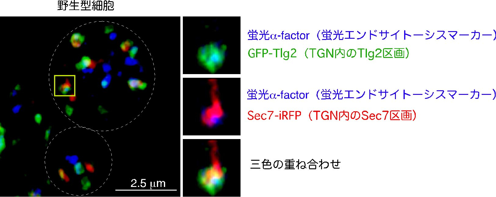 エンドサイトーシスの新しい細胞内輸送経路を発見～トランスゴルジ網の特定領域にエンドサイトーシスの選別区画が存在する～