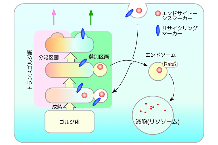 エンドサイトーシスの新しい細胞内輸送経路を発見～トランスゴルジ網の特定領域にエンドサイトーシスの選別区画が存在する～