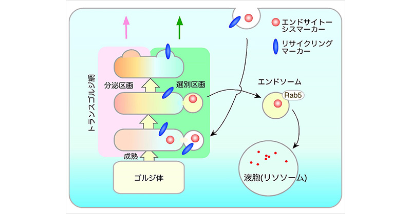 エンドサイトーシスの新しい細胞内輸送経路を発見～トランスゴルジ網の