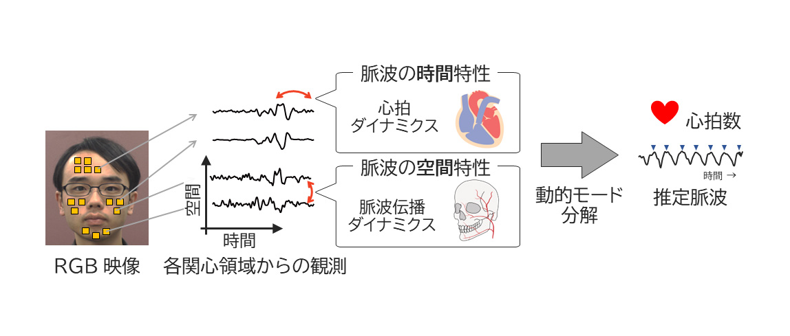 顔の映像から非接触・高精度で心拍数を推定する手法を開発
～環境光変動によるノイズを低減し、従来法よりも精度向上～
