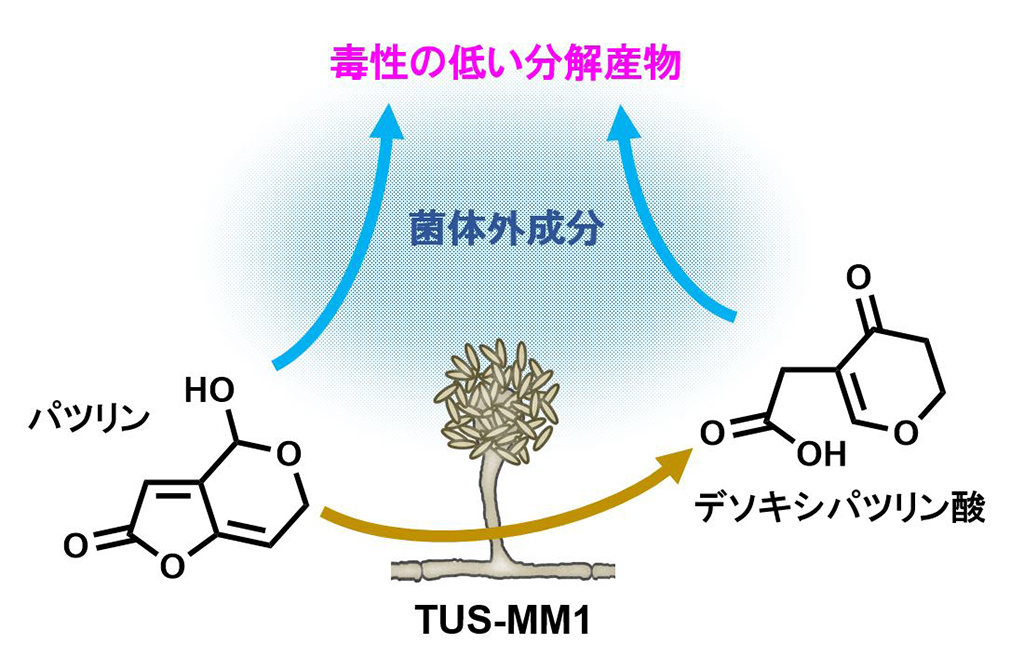 リンゴ病害を引き起こすカビ毒を分解する微生物を発見～カビ毒パツリンの微生物分解に新知見～