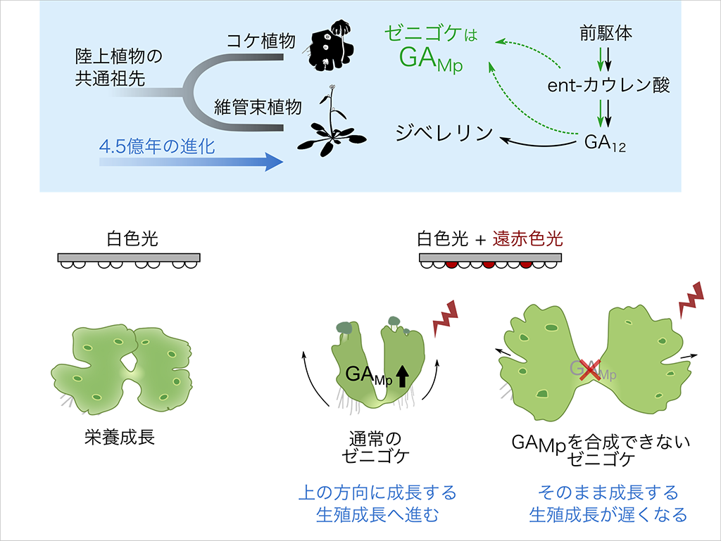 コケで探る植物ホルモンジベレリンの多様性―苔類ジベレリン様化合物は遠赤色光応答を制御