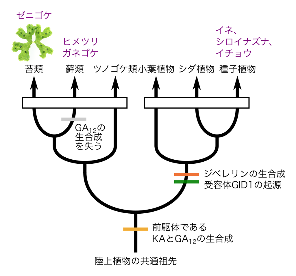 コケで探る植物ホルモンジベレリンの多様性―苔類ジベレリン様化合物は遠赤色光応答を制御