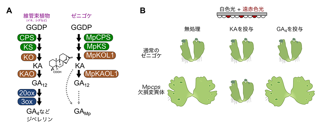 コケで探る植物ホルモンジベレリンの多様性―苔類ジベレリン様化合物は遠赤色光応答を制御