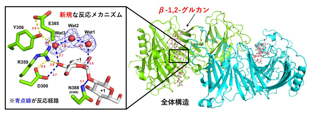 細菌の病原性などに関わる糖鎖「OPG」の新規の生合成酵素を発見～新たな創薬ターゲットとなる可能性～