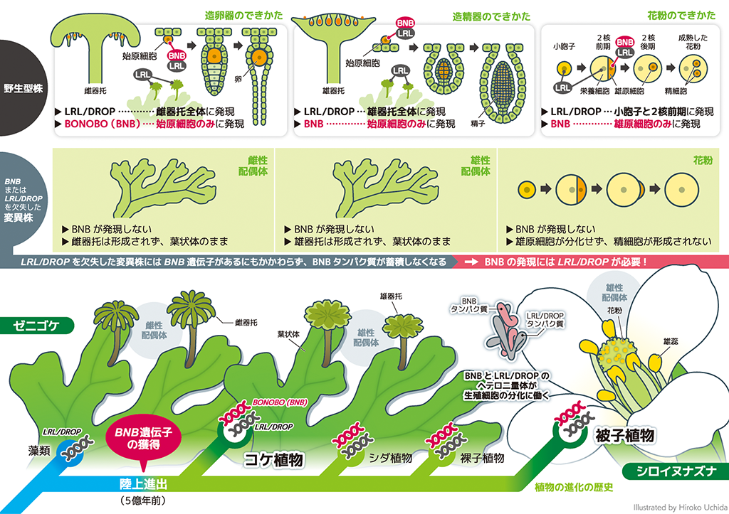 植物の生殖細胞をつくる2つの遺伝子―5億年前に誕生したヘテロ二量体―