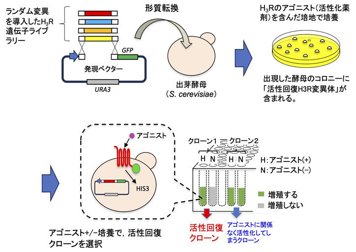 出芽酵母を利用した発現系でヒト由来ヒスタミンH3受容体の活性回復に成功
～重要な創薬ターゲットであるGタンパク質共役型受容体の機構解明に貢献～
