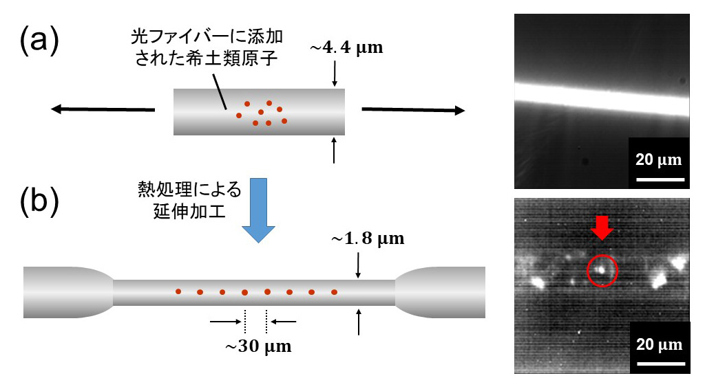 量子暗号通信などの次世代技術におけるキーデバイス『単一光子光源』の実用化に大きく前進
～室温で光ファイバから単一光子を直接発生させることに成功、鍵は希土類原子～
