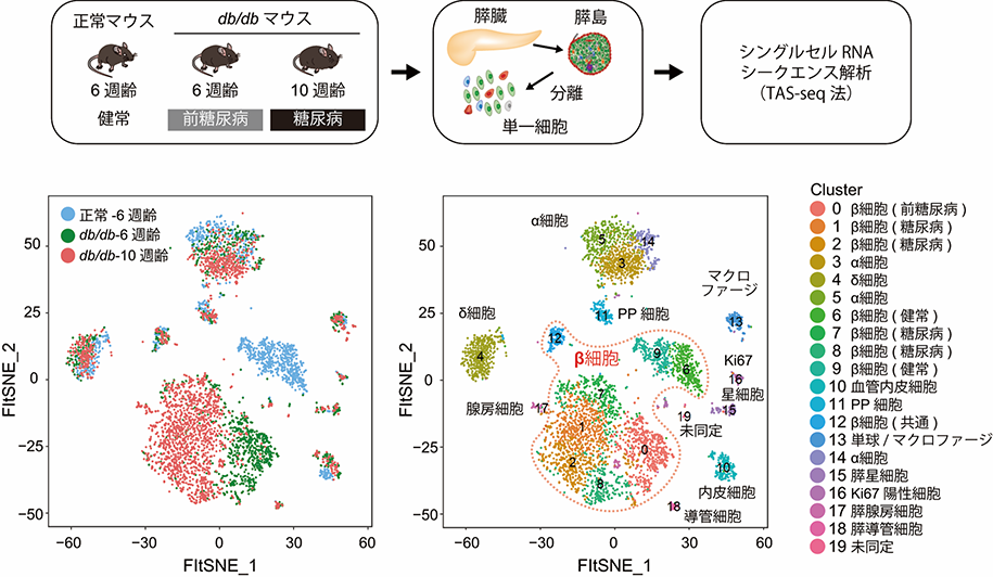 糖尿病発症初期の新しい分子機序を解明