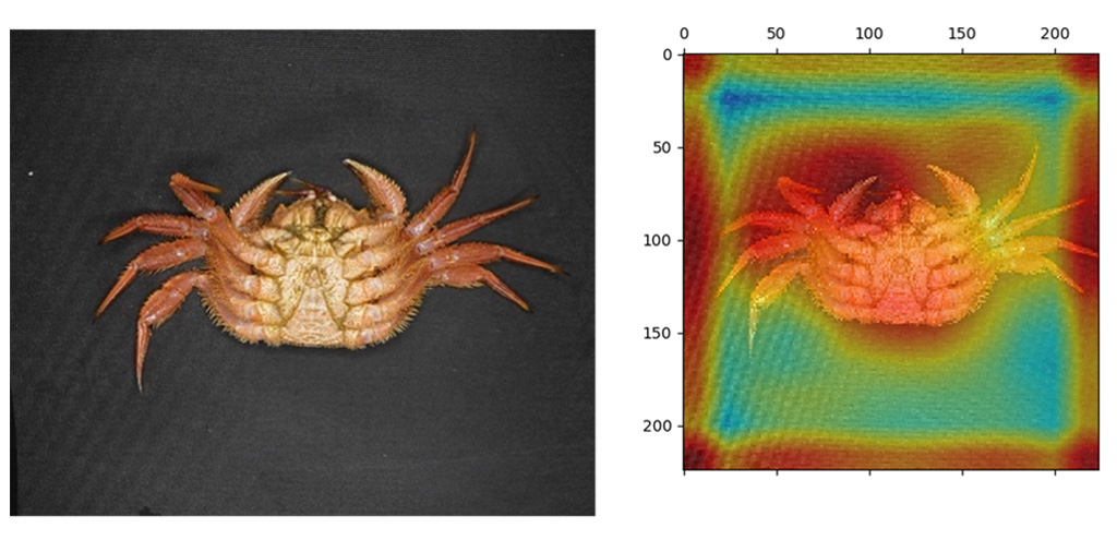 漁師の経験を深層学習が実現！
～深層学習を用いて甲羅の背側から性判別に成功、鍵は漁師からの一言～
