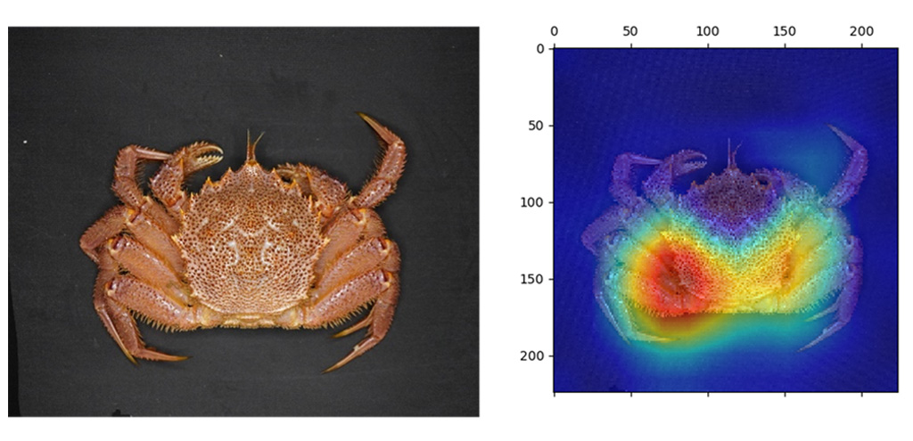 漁師の経験を深層学習が実現！
～深層学習を用いて甲羅の背側から性判別に成功、鍵は漁師からの一言～
