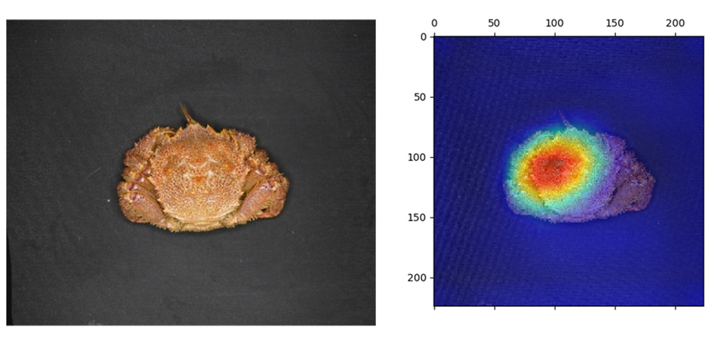 漁師の経験を深層学習が実現！
～深層学習を用いて甲羅の背側から性判別に成功、鍵は漁師からの一言～