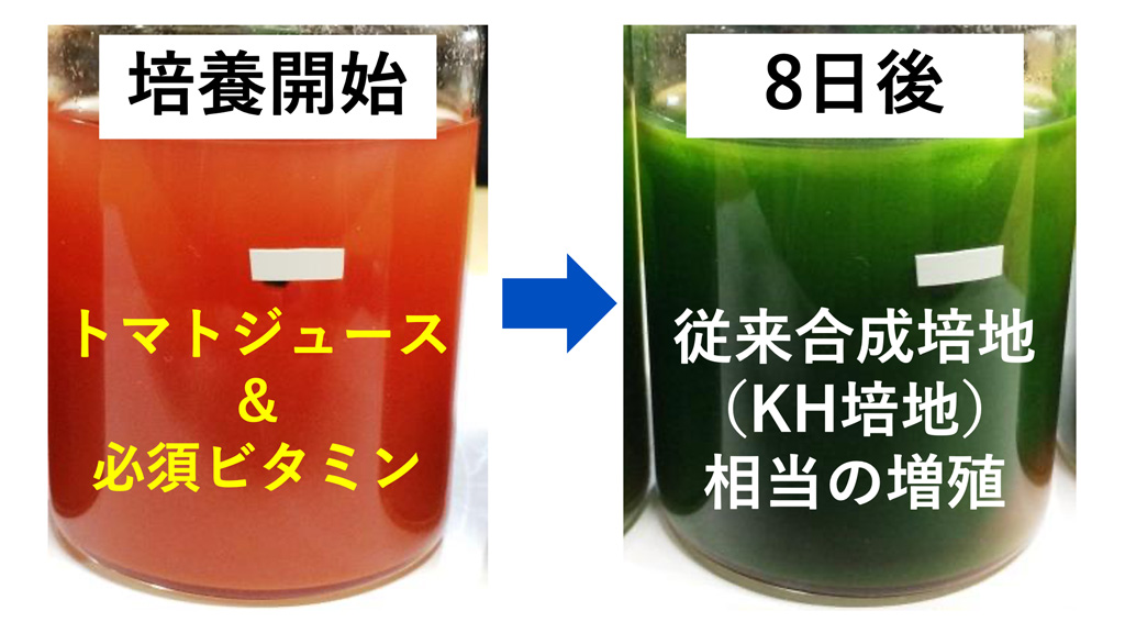 トマトジュースでユーグレナを培養~食用に適した、安価で簡単なユーグレナ培養方法の開発~
