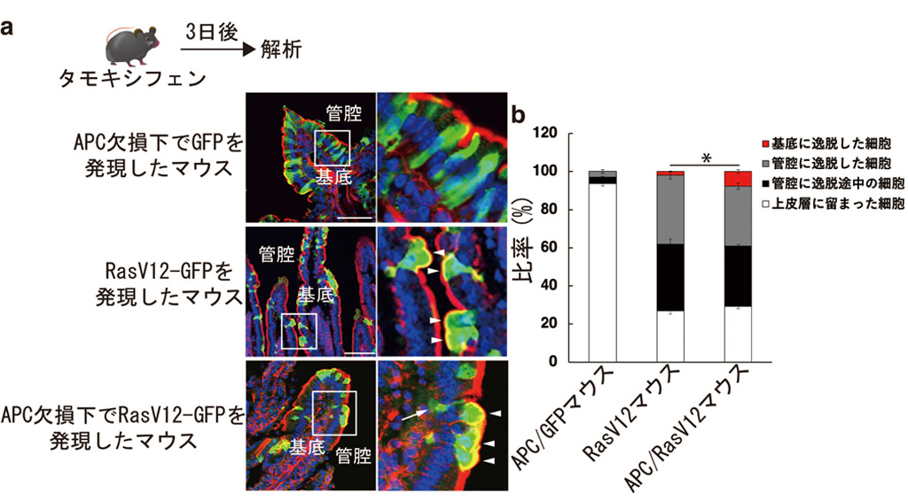 がん細胞が細胞競合を利用して浸潤することを発見~細胞競合の機能変容によるがん細胞の浸潤機構の解明~