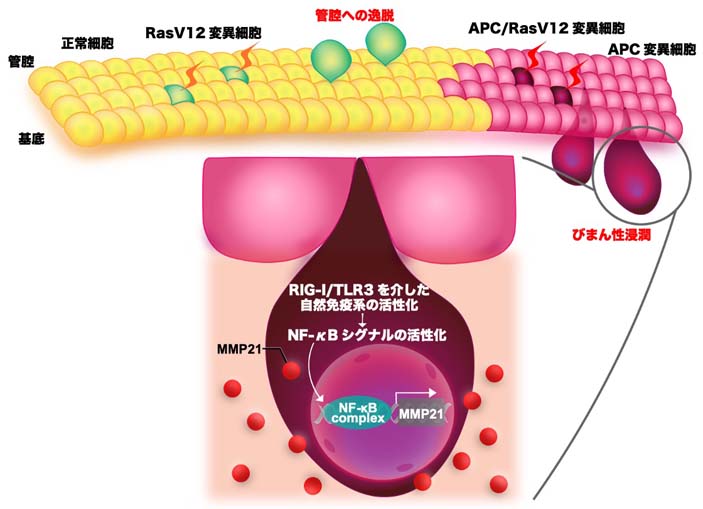 がん細胞が細胞競合を利用して浸潤することを発見～細胞競合の機能変容によるがん細胞の浸潤機構の解明～
