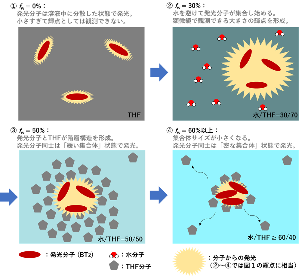 集まれ！分子 含水溶液中における疎水性物質の集合状態を観察