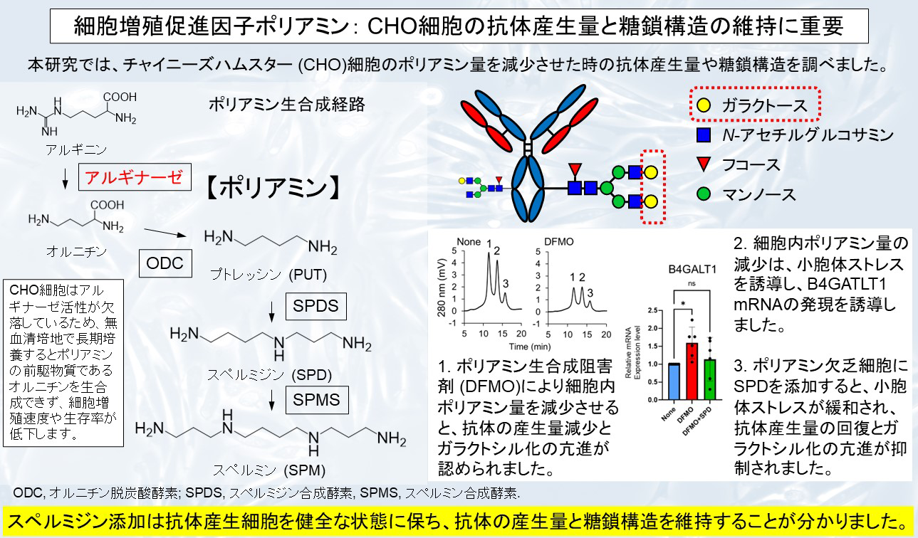 細胞増殖促進因子ポリアミンが抗体の産生量とその糖鎖修飾に関わることを発見~抗体の安定した生産と品質管理につながる新知見~