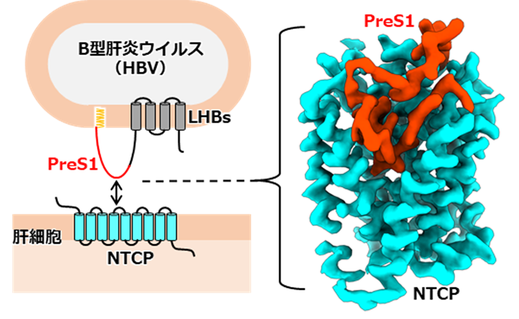 B型肝炎ウイルスが感染受容体に結合するしくみを解明