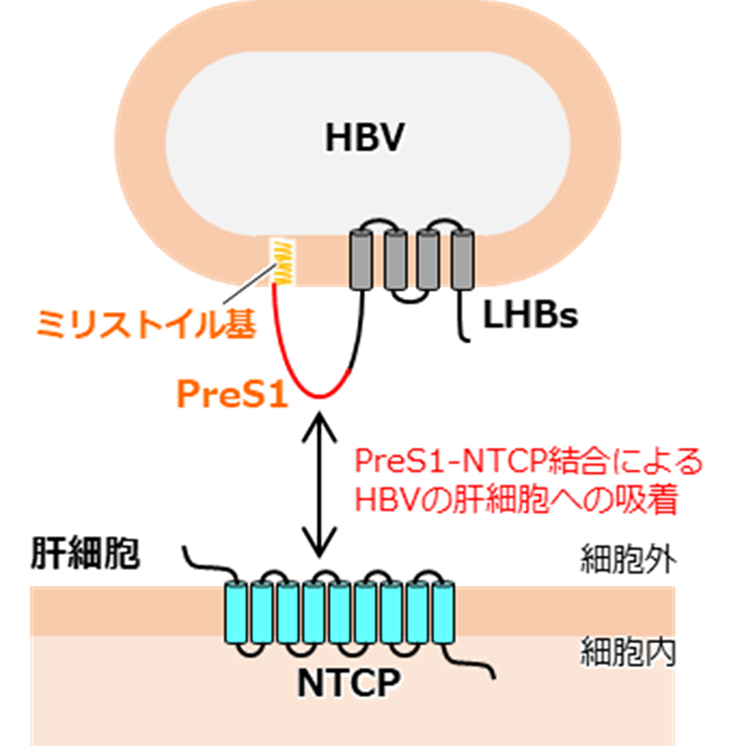 B型肝炎ウイルスが感染受容体に結合するしくみを解明