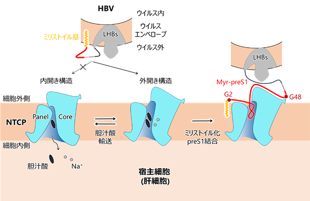 B型肝炎ウイルスが感染受容体に結合するしくみを解明