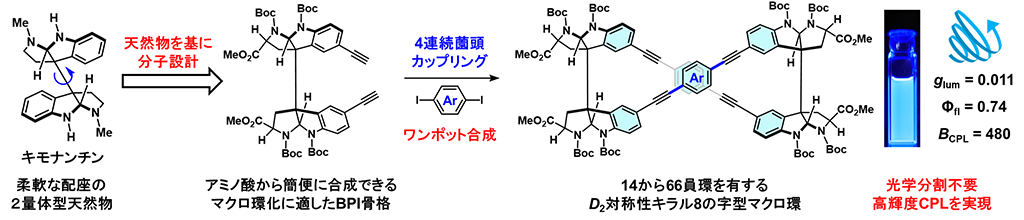 天然物を利用した円偏光発光分子の新規合成法―2量体骨格の配座を制御して強力な円偏光発光を示す分子群を効率よく合成―