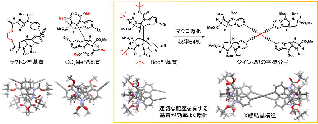 天然物を利用した円偏光発光分子の新規合成法―2量体骨格の配座を制御して強力な円偏光発光を示す分子群を効率よく合成―