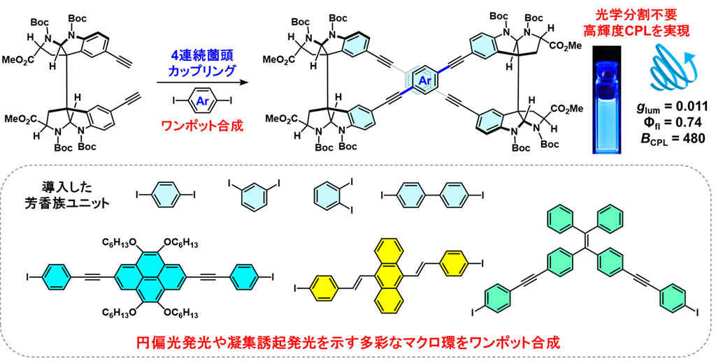 天然物を利用した円偏光発光分子の新規合成法―2量体骨格の配座を制御して強力な円偏光発光を示す分子群を効率よく合成―