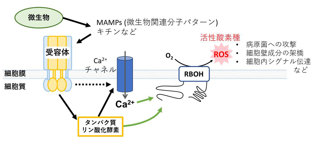 植物の活性酸素種生成酵素の活性化メカニズムを解明〜鍵はカルシウムイオンの結合とリン酸化。植物のさまざまな生理機能の制御に向けた基礎的知見〜