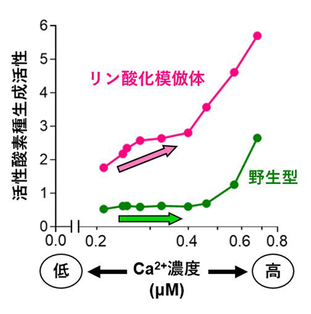 植物の活性酸素種生成酵素の活性化メカニズムを解明〜鍵はカルシウムイオンの結合とリン酸化。植物のさまざまな生理機能の制御に向けた基礎的知見〜