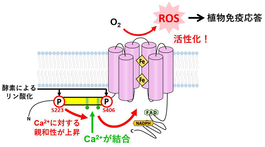 植物の活性酸素種生成酵素の活性化メカニズムを解明〜鍵はカルシウムイオンの結合とリン酸化。植物のさまざまな生理機能の制御に向けた基礎的知見〜