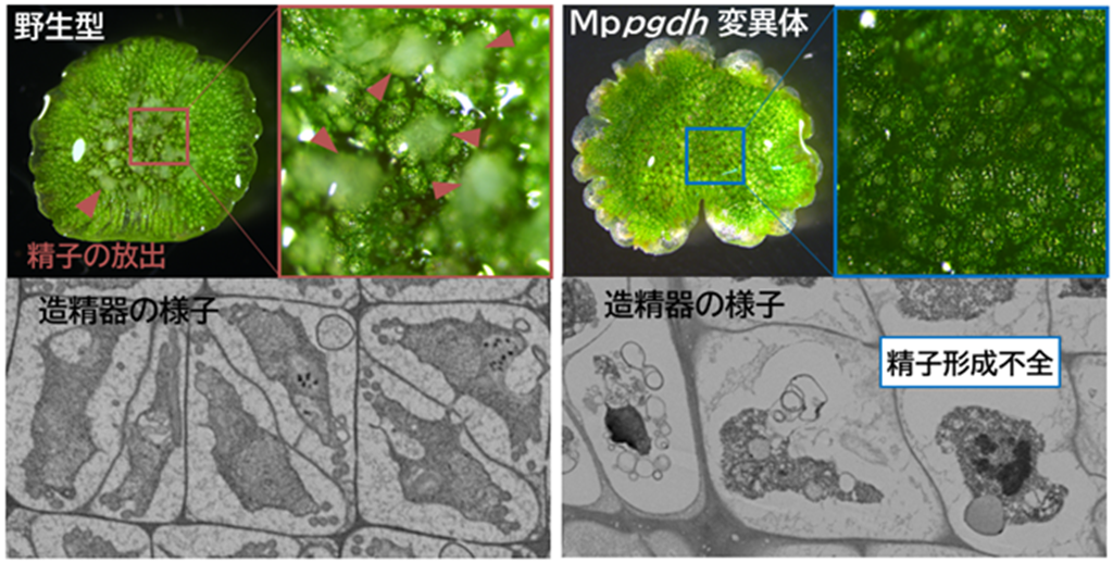 アミノ酸セリンの隠された生理機能－非維管束植物ゼニゴケの有性生殖に必須なことを解明－